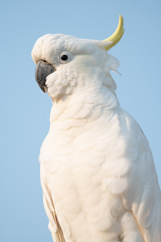 蓝色天空下的澳大利亚黄冠凤头鹦鹉图片下载