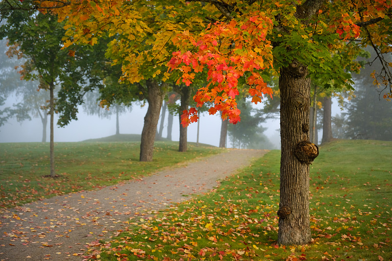 公园里秋色的枫树和雾中的小路图片下载