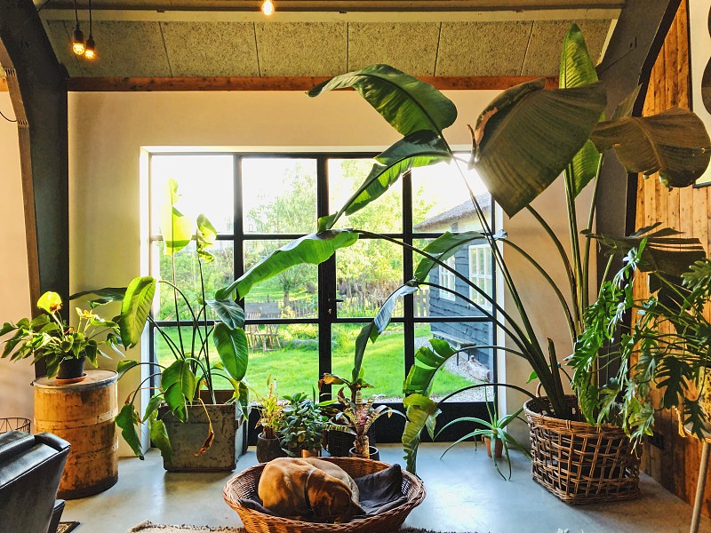 兼并式的波西米亚室内，有许多绿色植物和复古家具。混凝土楼板。图片素材
