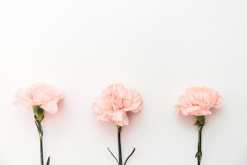 三朵粉红色康乃馨孤立在白色背景上图片下载