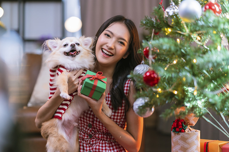 快乐的快乐的有吸引力的亚洲女性穿着红色的衣服抱着吉娃娃狗度过圣诞节节日装饰圣诞树的节日活动，在家里挂饰品，装饰圣诞树图片下载