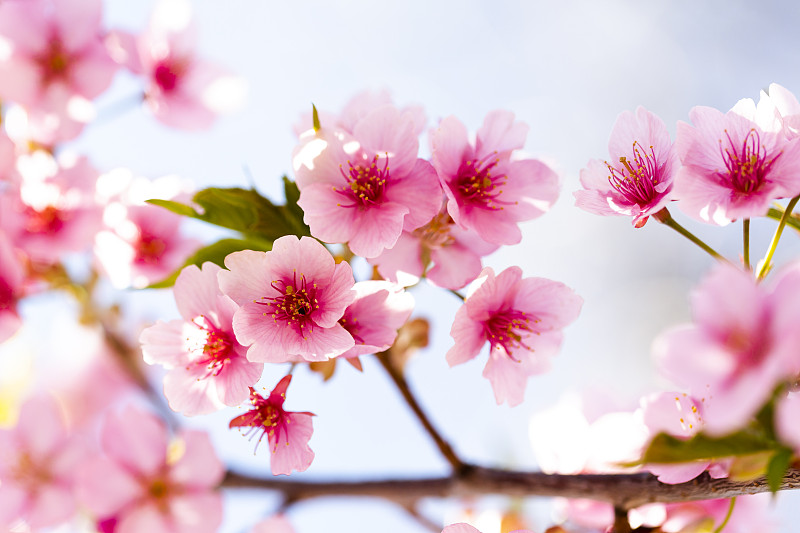 粉红色的樱花图片下载
