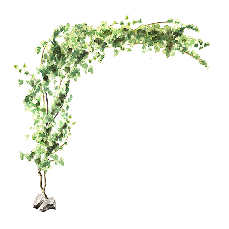 常春藤植物拱门，手绘水彩插图孤立在白色背景图片下载