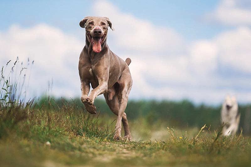 狗在田野里奔跑的肖像摄影图片