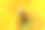 蜜蜂在黄色向日葵上的特写摄影图片