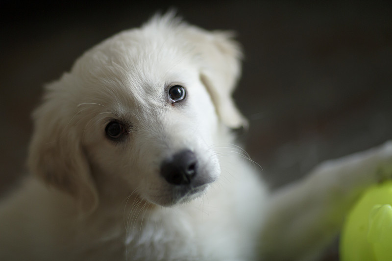 可爱的3个月大的金毛猎犬小狗摄影图片