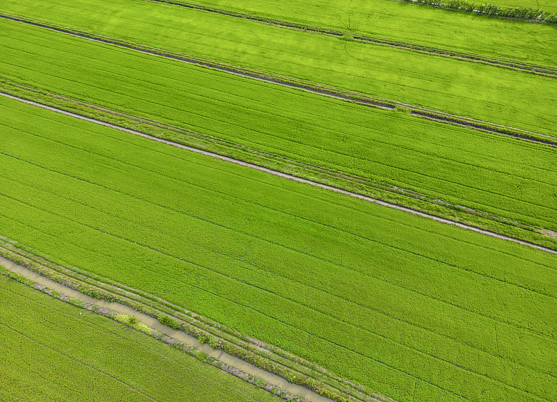 鸟瞰泰国乡村的稻田摄影图片