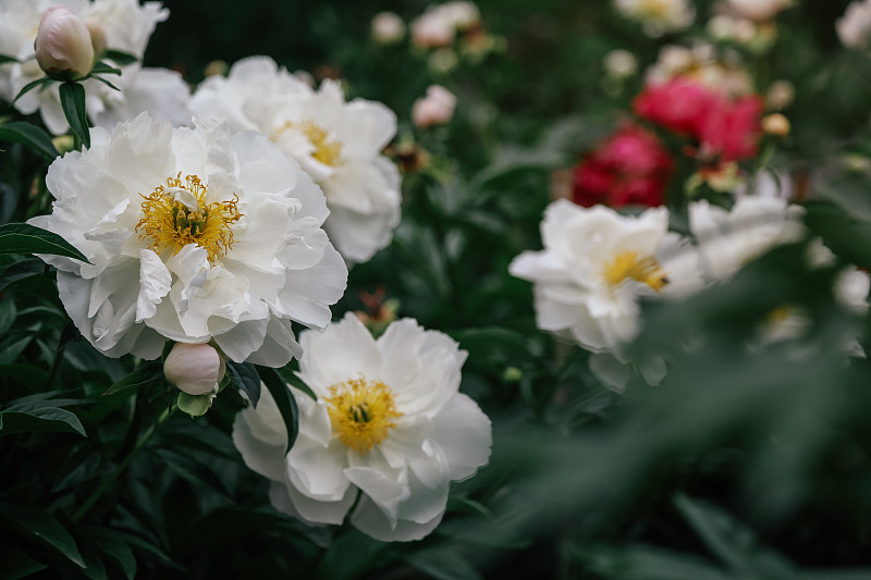 白牡丹花对模糊的花园花坛背景摄影图片