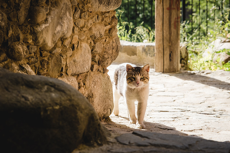 愤怒的流浪猫从房子的墙后探出头来。塞浦路斯的山区村庄Kakopetria摄影图片