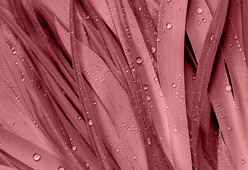 Viva品红色抽象背景，叶子与露珠。2023年的流行色图片下载