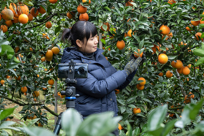 一位现代农业工人在果园里用手机直播卖橘子图片下载