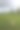 阿拉斯湿地春天草地上的乡村狗摄影图片
