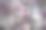 玉兰花，玉兰树，开花，中国玉兰(Magnolia x soulangeana) Amabilis栽培品种，巴登-符腾堡州，德国，欧洲摄影图片