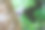 美丽的琉球小蜥蜴(学名:permicrocotus divaricatus tegimae，蝾螈目:蝾螈科)在树林里飞来飞去寻找食物。日本神奈川县相模原市Hayatogawa森林路，摄于2024年4月。摄影图片