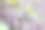 一只可爱的日本山雀(山雀属，由山雀组成的家族)会啁啾。日本神奈川县相模原市Hayatogawa森林路，摄于2024年4月。摄影图片
