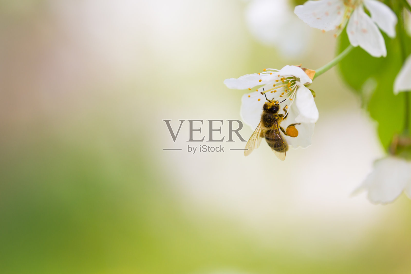 蜜蜂飞向盛开的樱桃树照片摄影图片