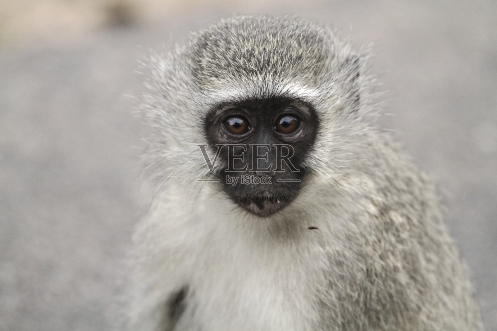 Vervet猴照片摄影图片