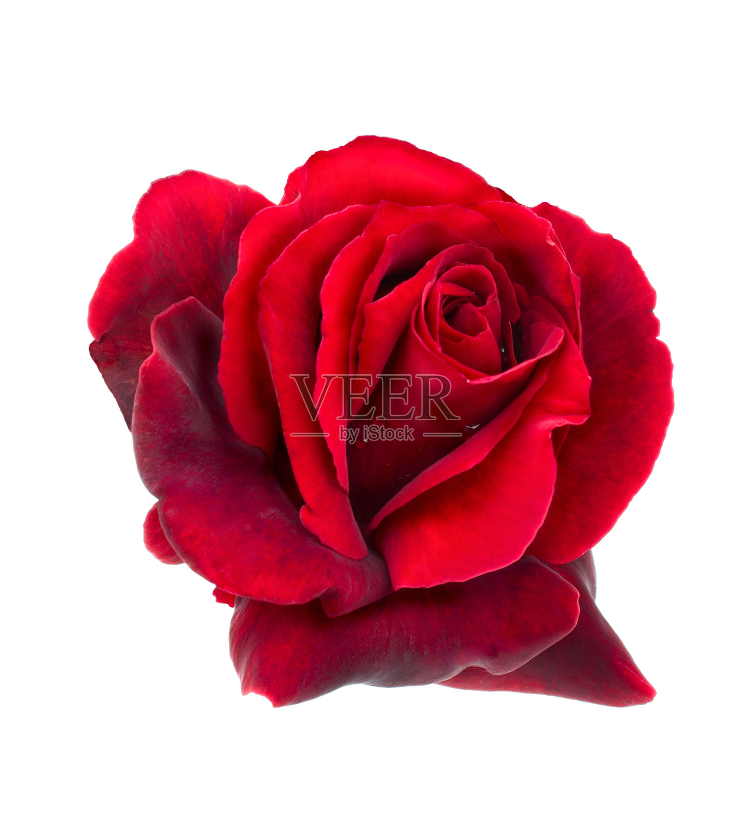 红玫瑰是带着露珠的照片摄影图片