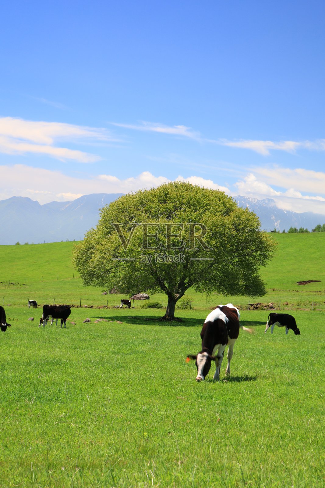 草地上的树和牛照片摄影图片