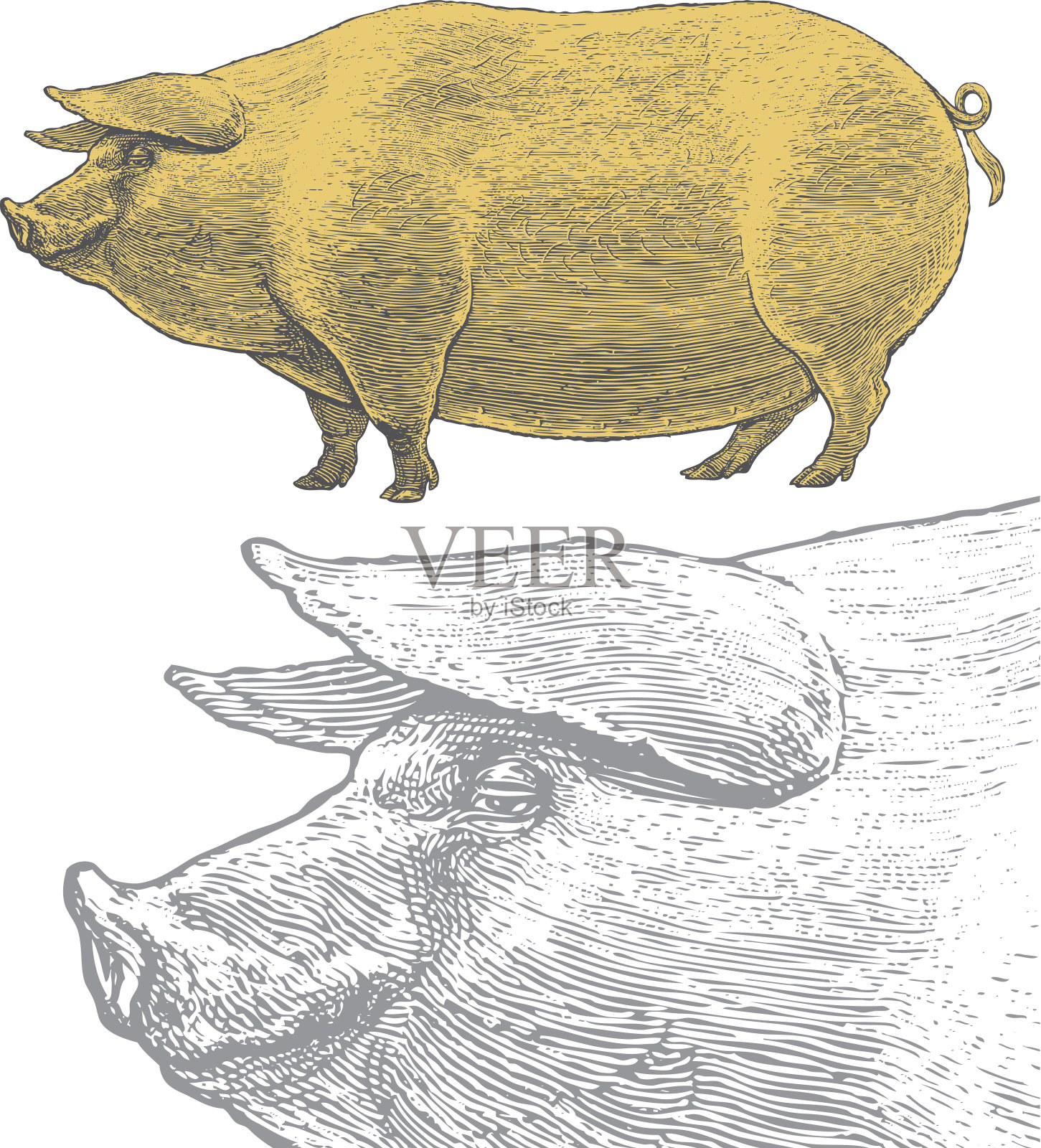 猪或猪在复古雕刻风格插画图片素材