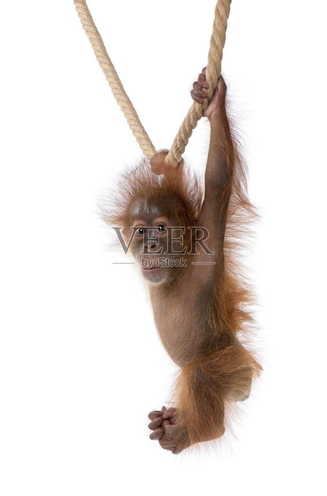小苏门答腊猩猩挂在绳子上，背景是白色照片摄影图片