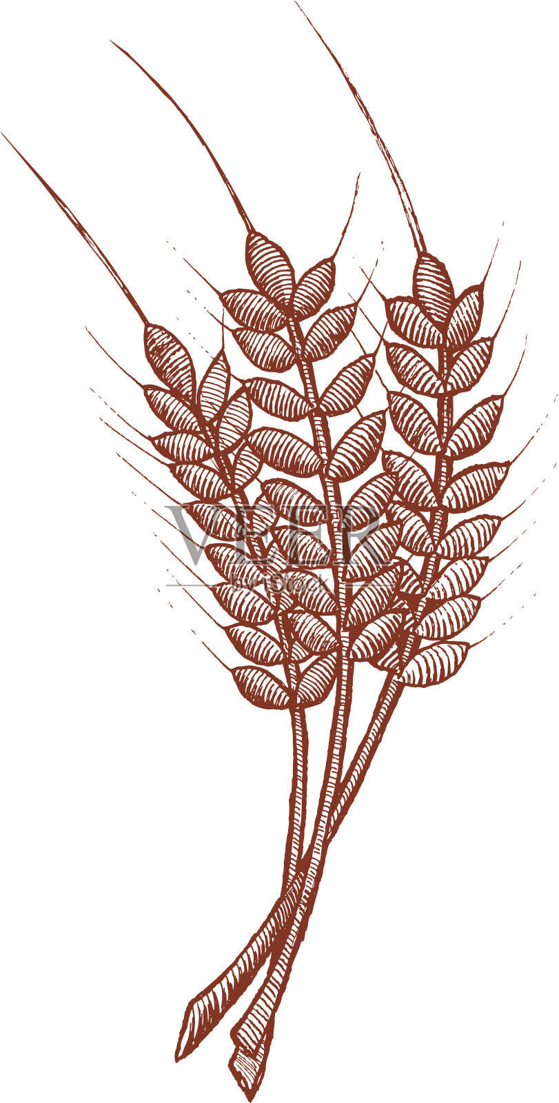 三个木刻小麦股的基本绘图插画图片素材