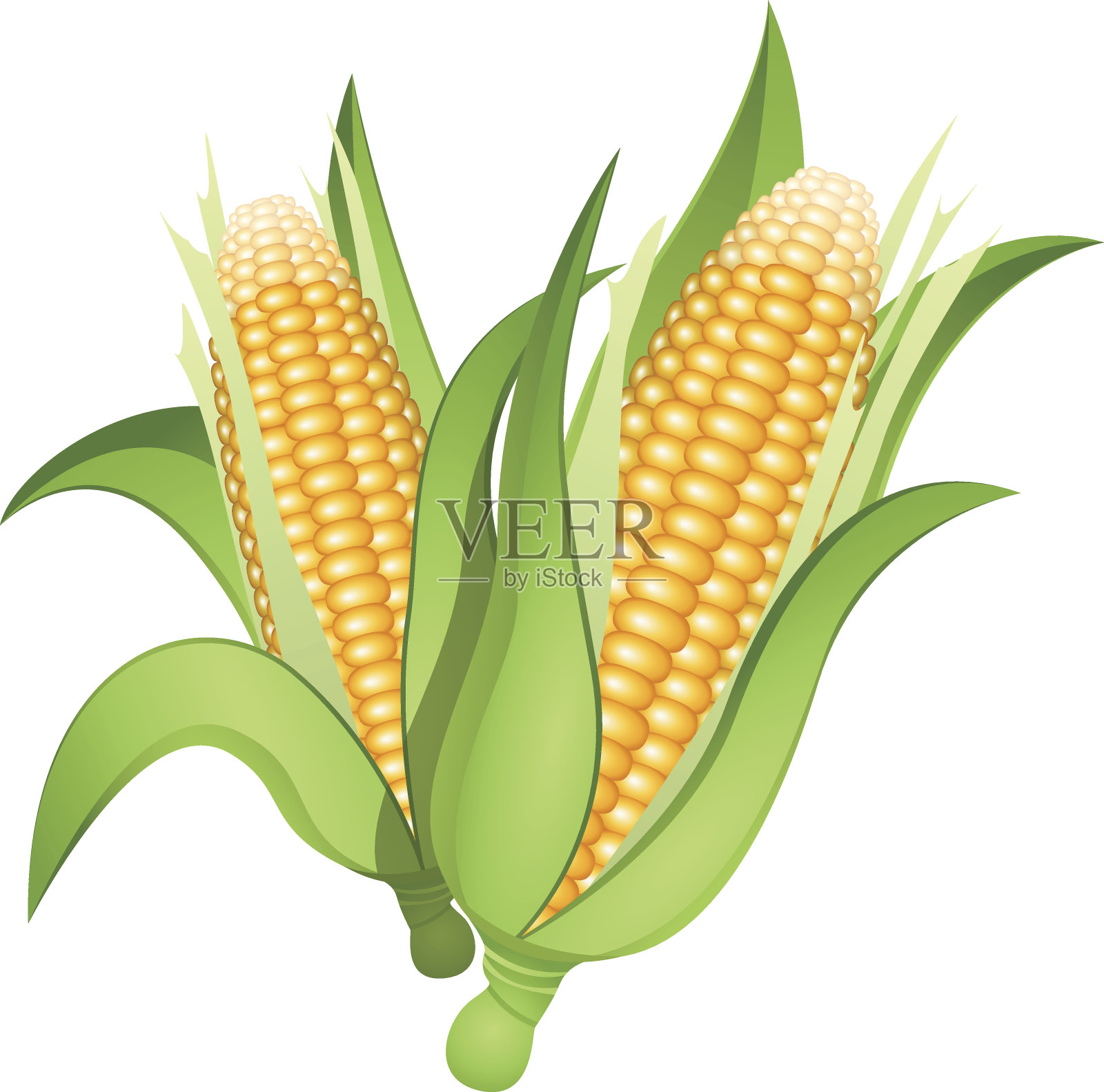 玉米穗插画图片素材