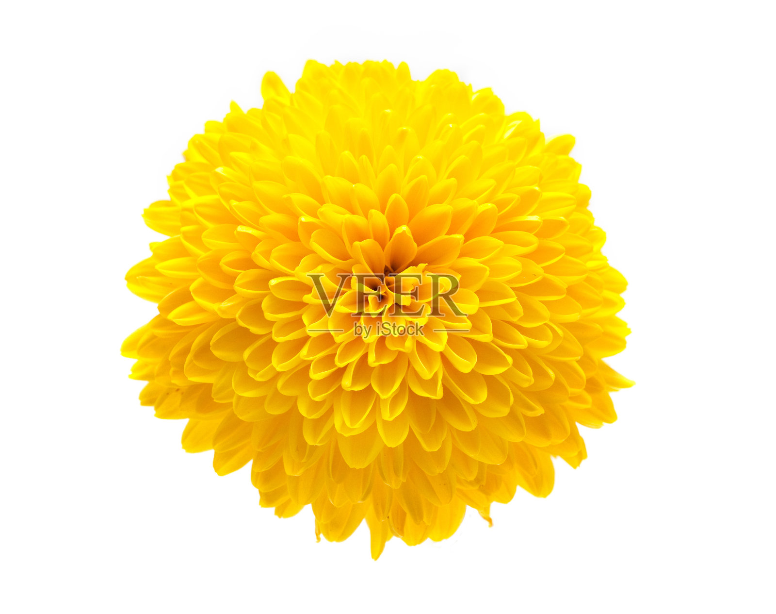 黄色的菊花照片摄影图片