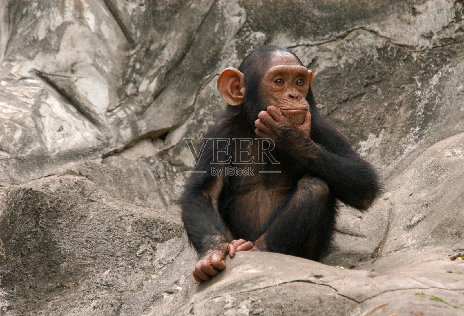 小黑猩猩坐在石头上照片摄影图片