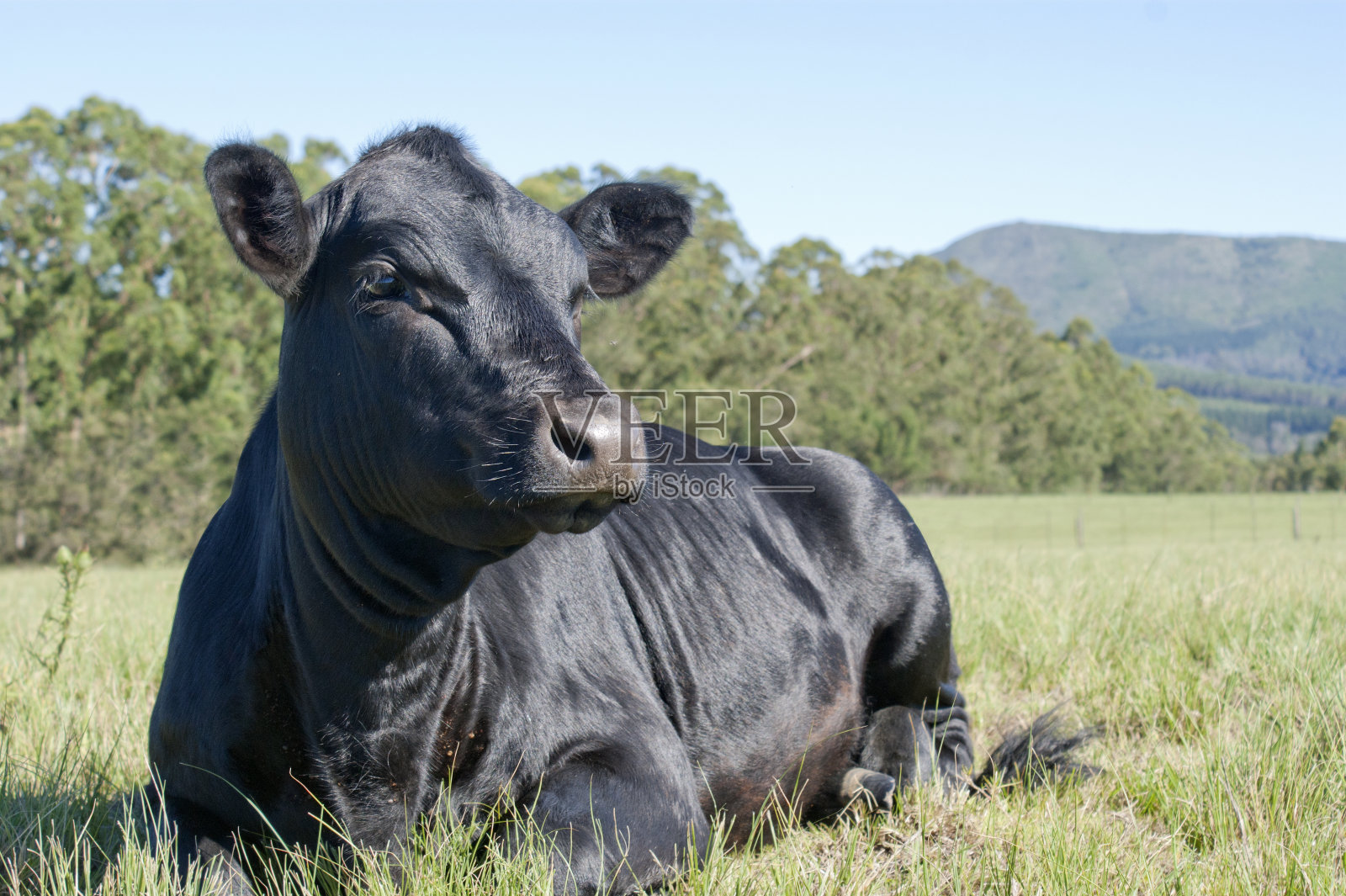 一只黑色的安格斯牛栖息在草地上望着远方照片摄影图片