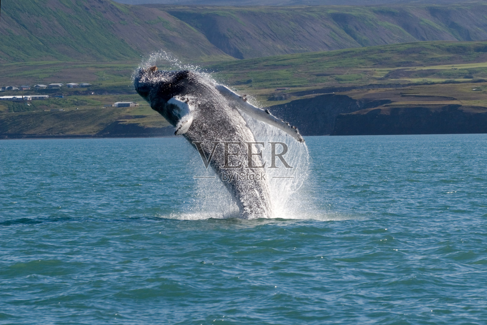鲸鱼表演照片摄影图片