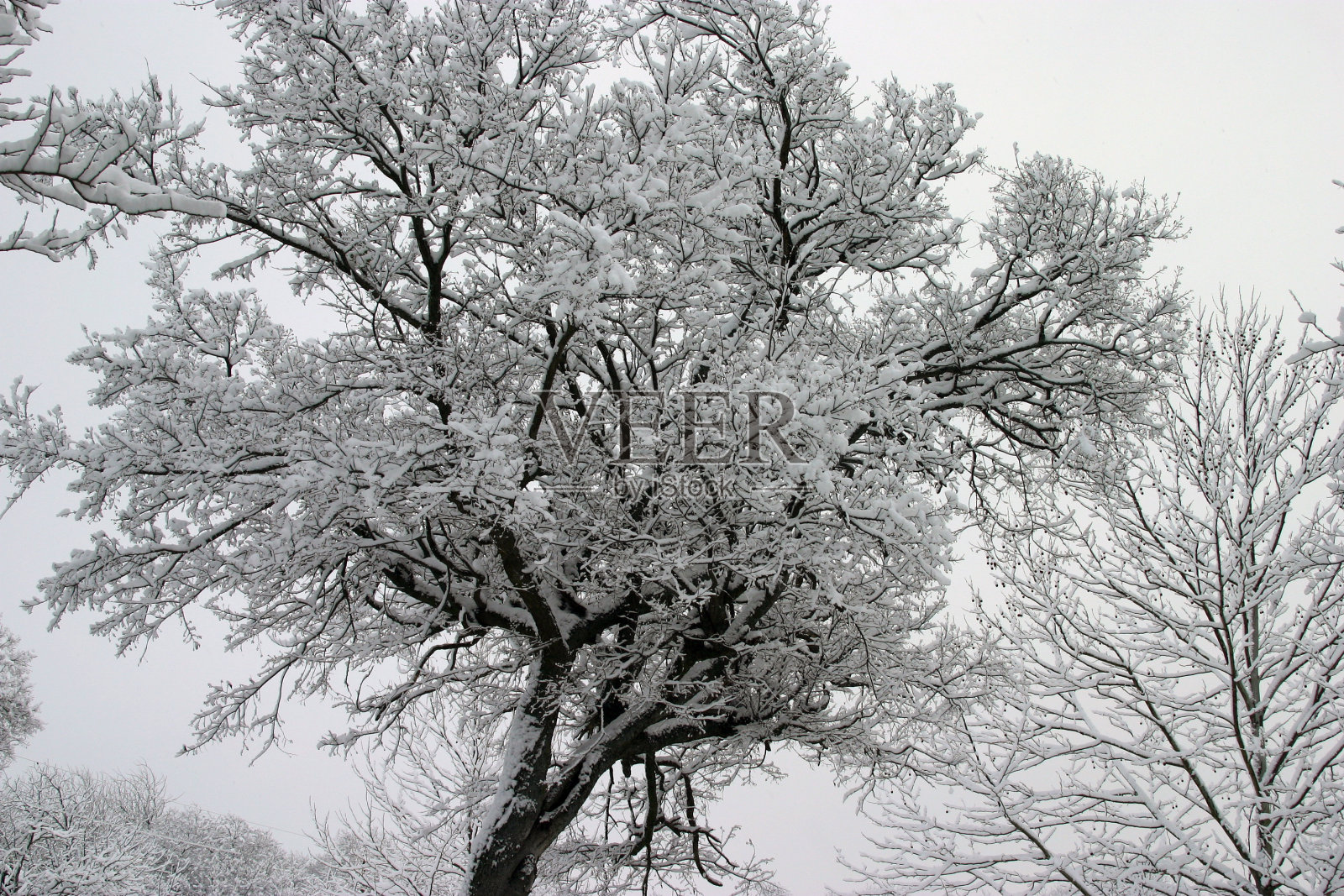冰冻的树照片摄影图片