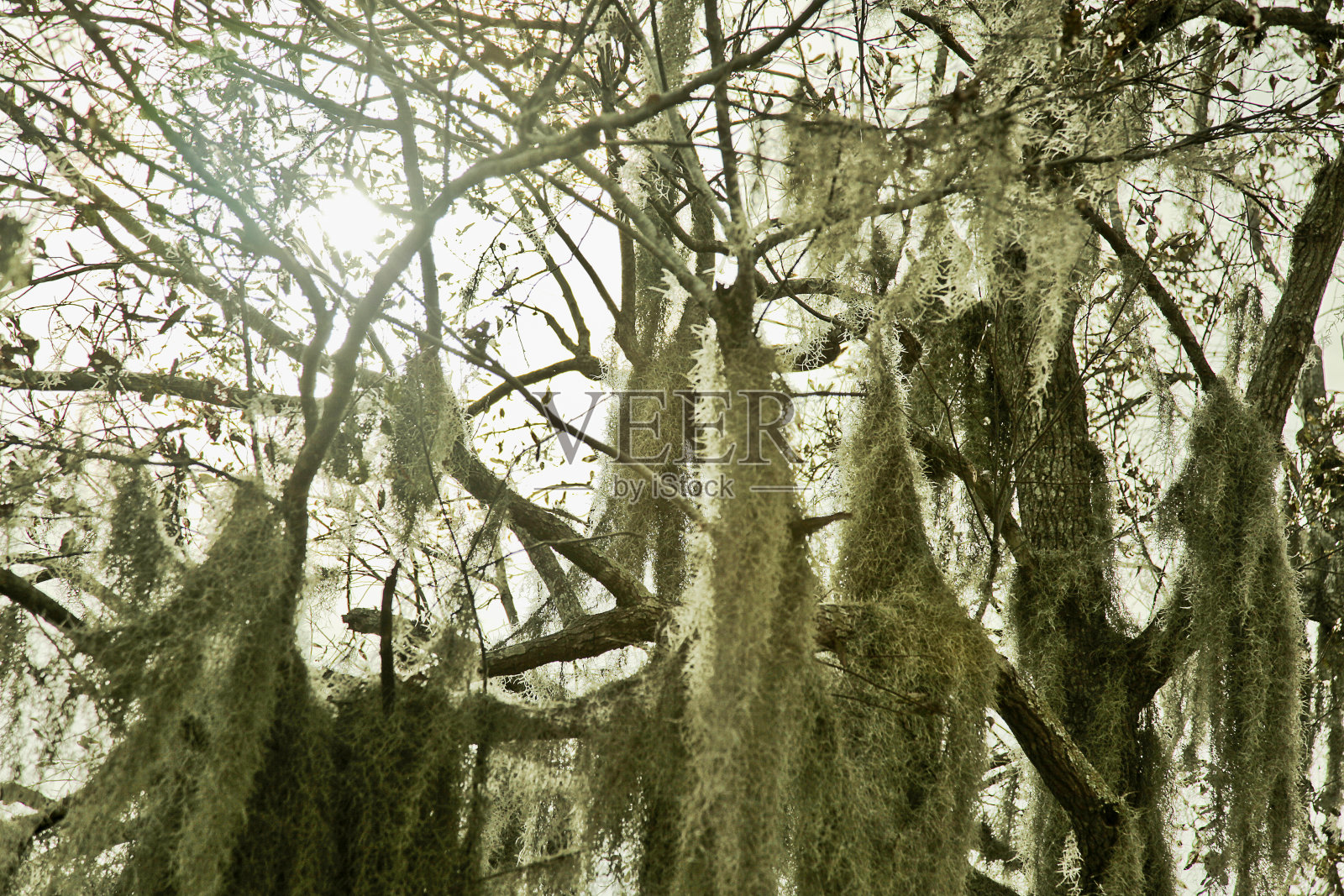 树，西班牙苔藓和天空照片摄影图片
