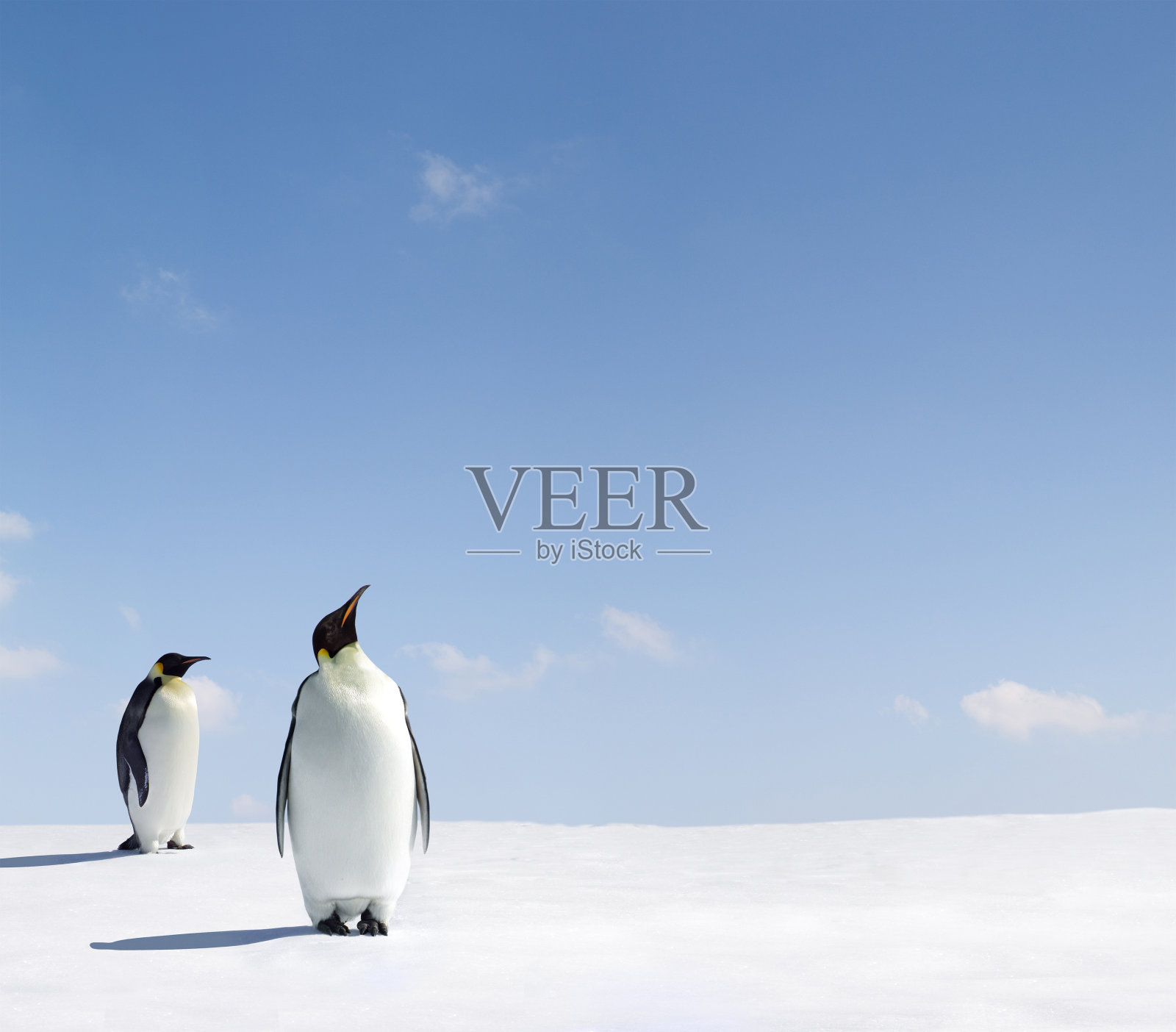 两只企鹅仰望着蓝天照片摄影图片