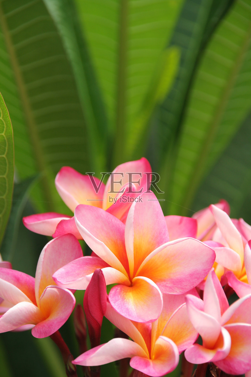 粉红色鸡蛋花植物和绿叶的特写照片摄影图片