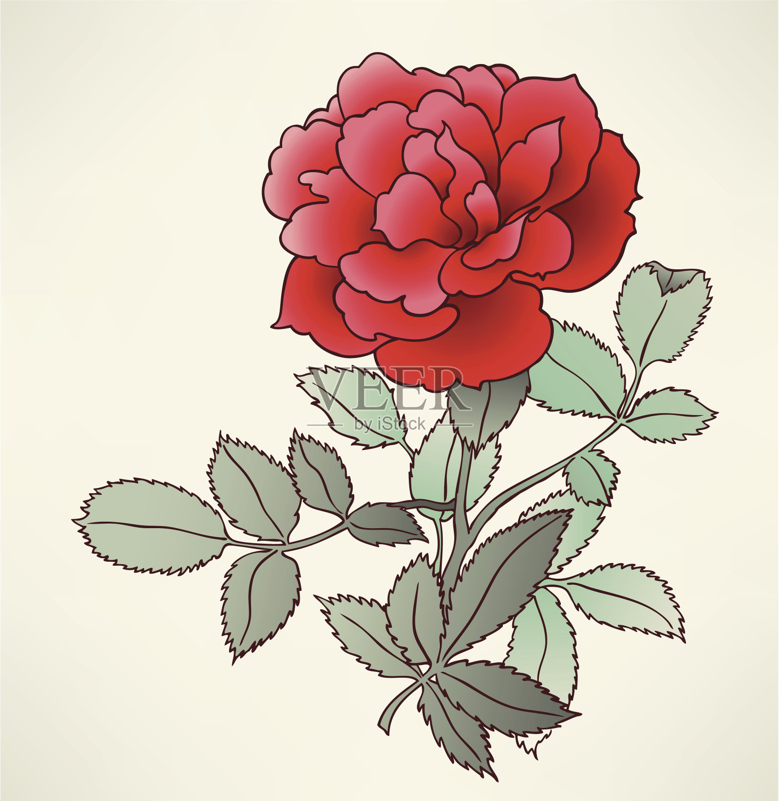 美丽的玫瑰特写插画图片素材