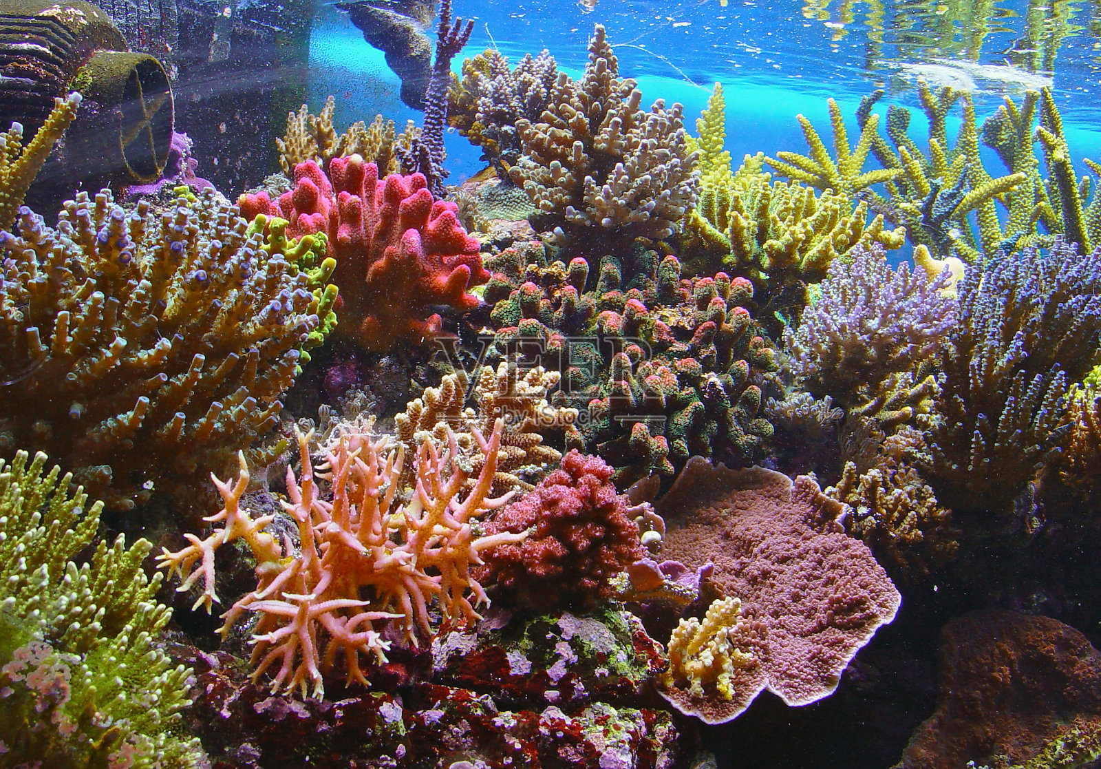 水下多彩的珊瑚礁照片摄影图片