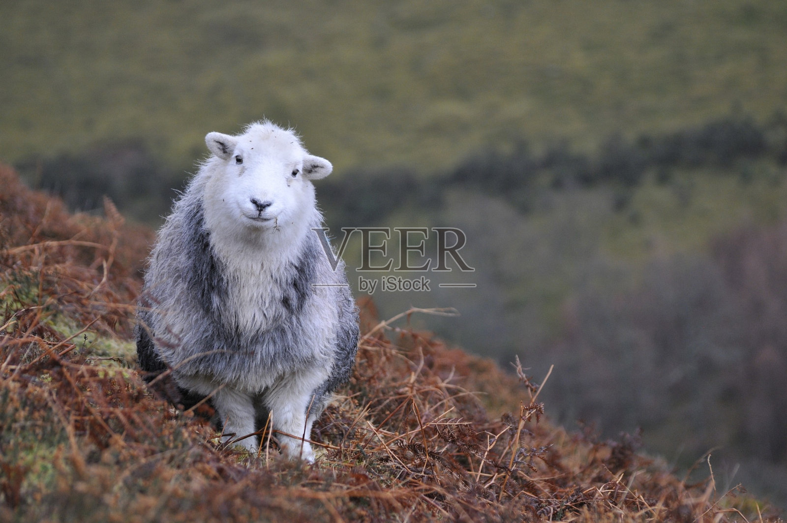 赫德威克种羊羊吃草照片摄影图片
