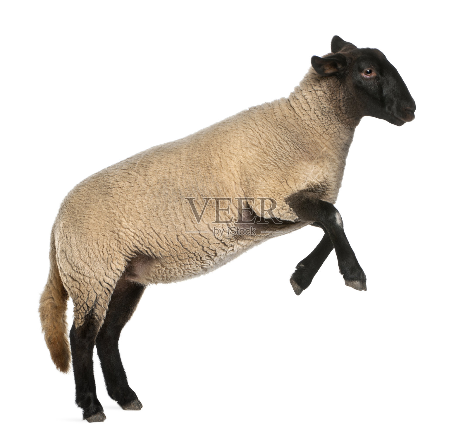 雌萨福克羊，绵羊，2岁，跳跃照片摄影图片