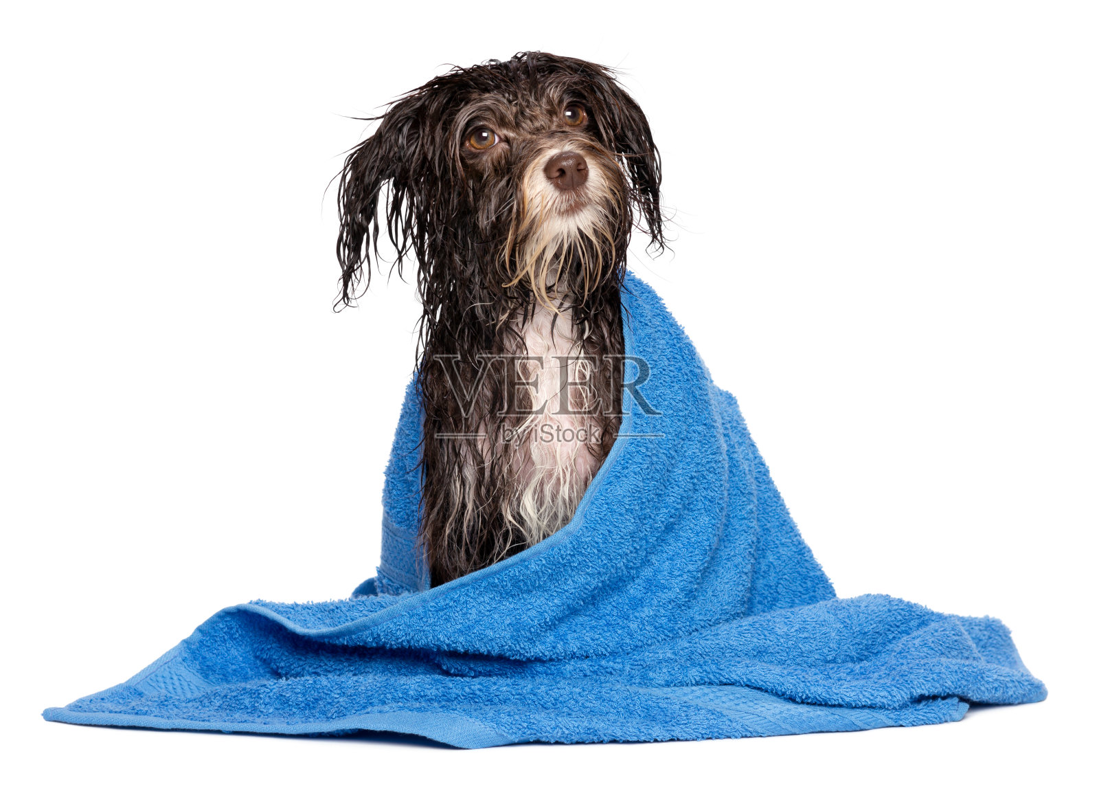 巧克力哈瓦那小狗用蓝色毛巾浸湿照片摄影图片