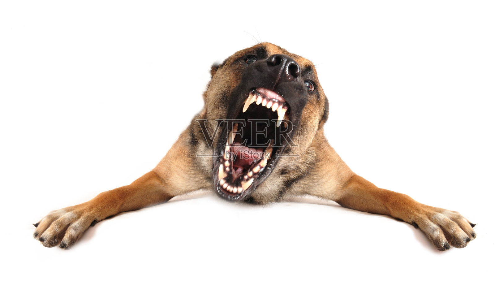 一张愤怒的狗叫的照片照片摄影图片