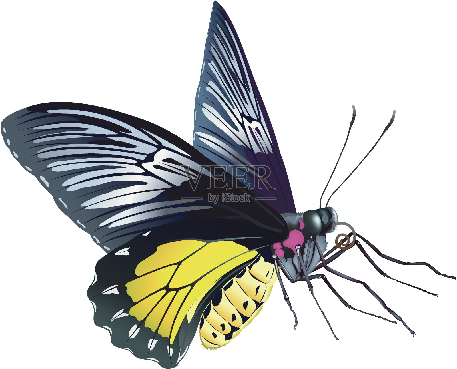 鸟翼蝴蝶 - 特罗德斯·哈达曼图斯 （拉特）插画图片素材