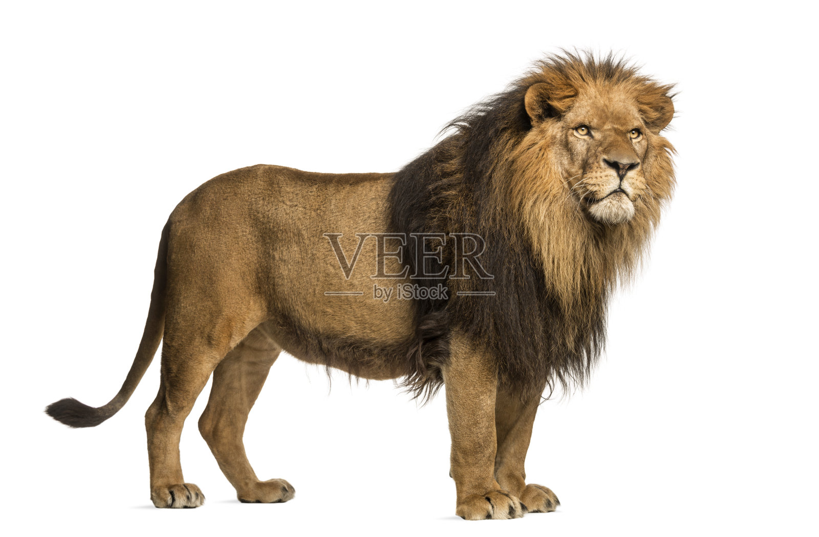 孤立的成年雄性豹狮狮子照片摄影图片