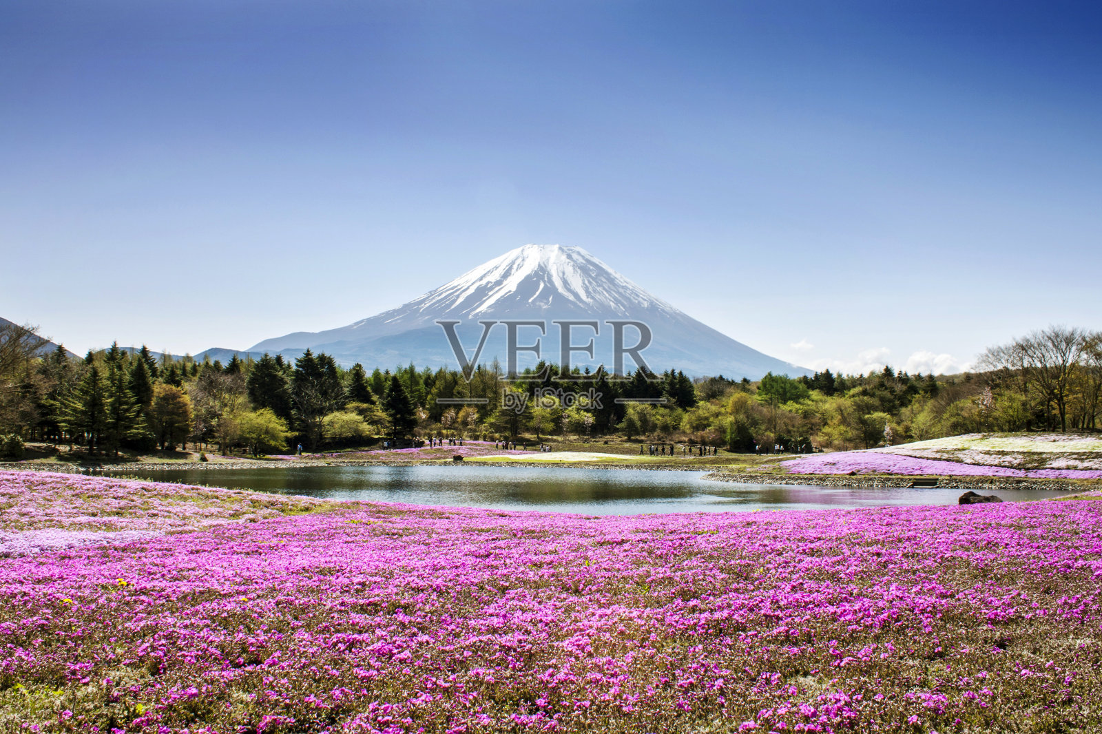 湖边的花田俯瞰富士山照片摄影图片