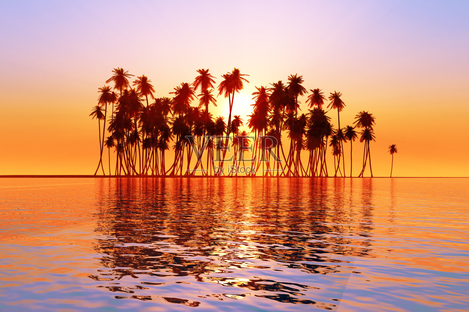 椰子上的太阳照片摄影图片