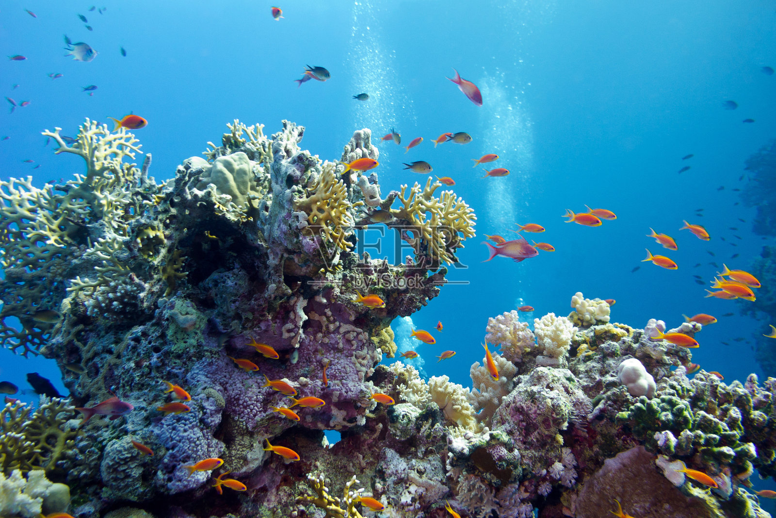 热带海底的珊瑚礁照片摄影图片