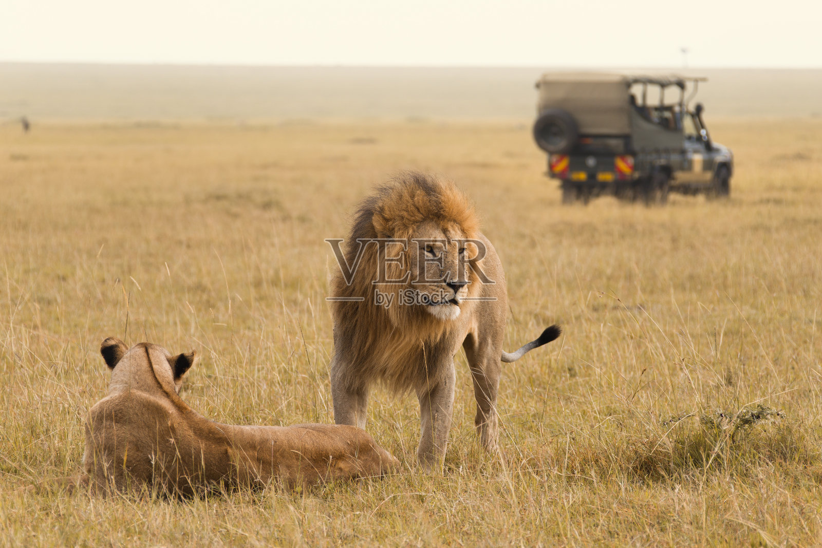 非洲狮夫妇和狩猎吉普车照片摄影图片