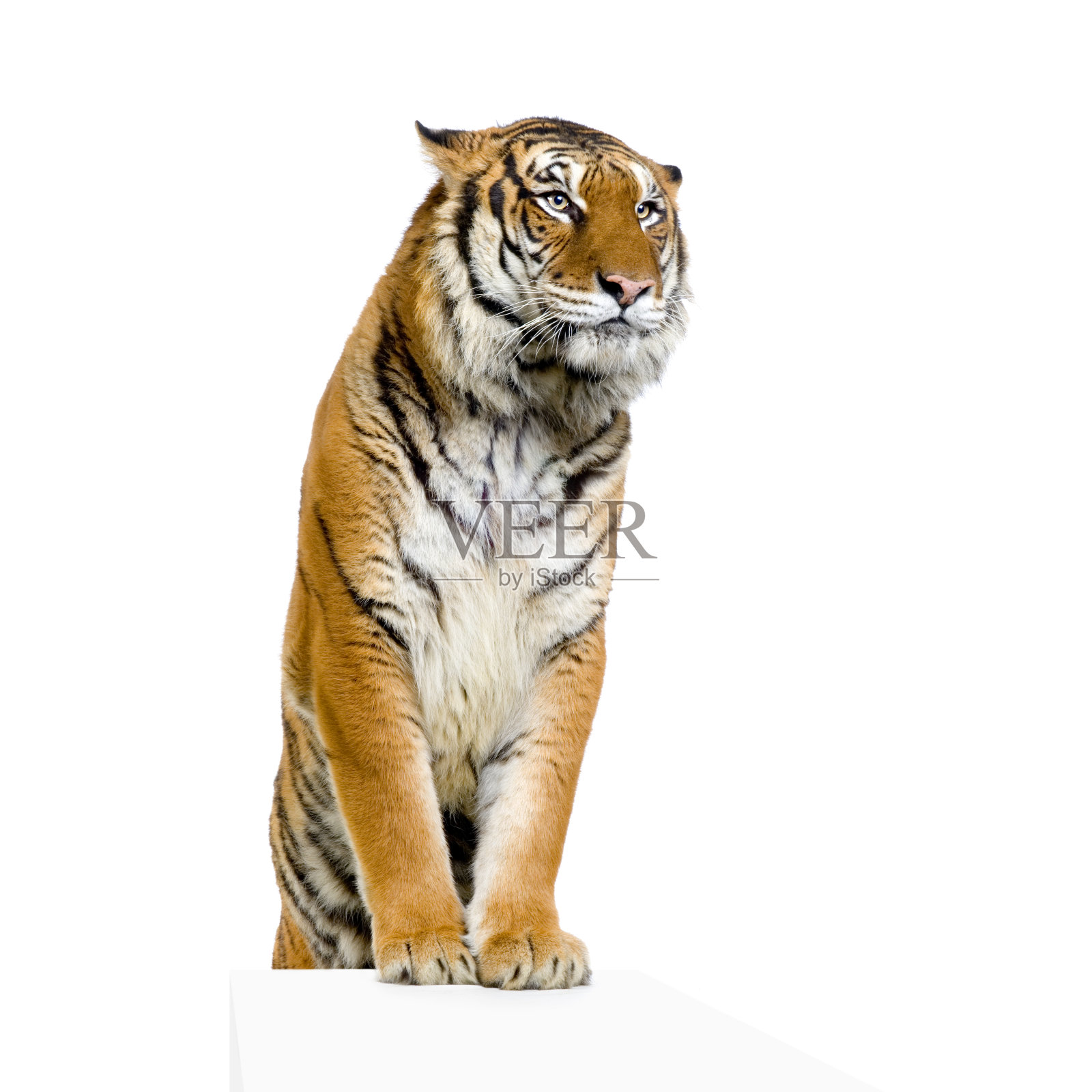 老虎的姿势照片摄影图片