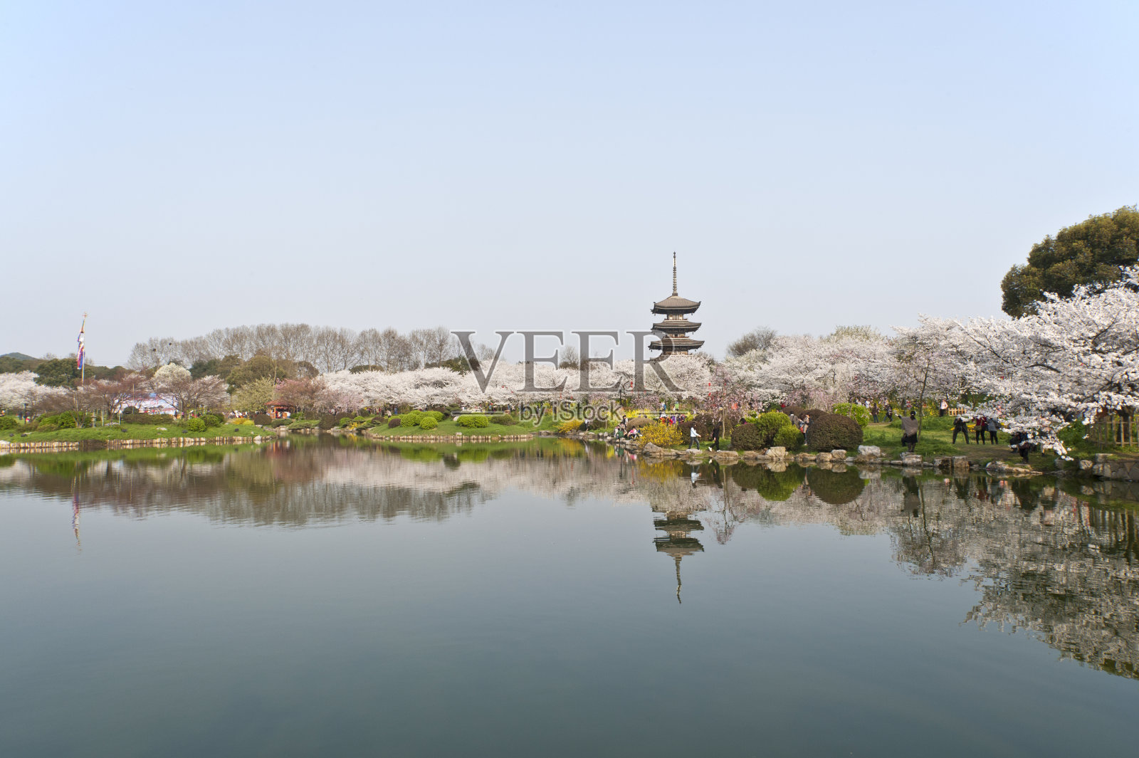 中国武汉的樱花公园景观照片摄影图片