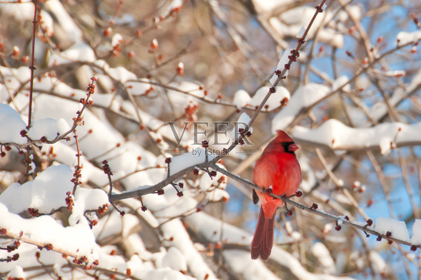 这是冬日里栖息在树枝上的红色红衣主教的特写照片摄影图片